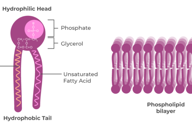 Lipids